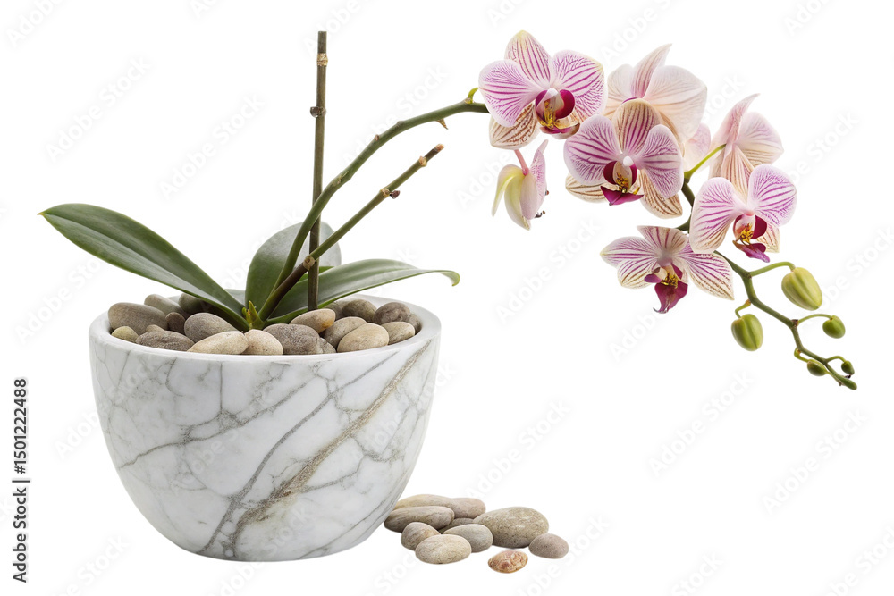 Obraz premium Graceful Pink and White Phalaenopsis Orchid in Stylish Marble Pot on Transparent Background ,ai generated