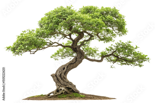 Grand Bonsai Tree with Dense Green Leaves on Transparent Background  ,ai generated