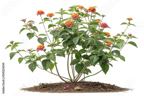 Lantana camara plant with orange and pink flowers on transparent background,ai generated