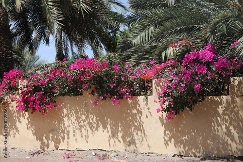 Abundant bougainvillea flowers in vibrant bloom spilling over a concrete fence, with lush green palm trees rising in the background, Oman