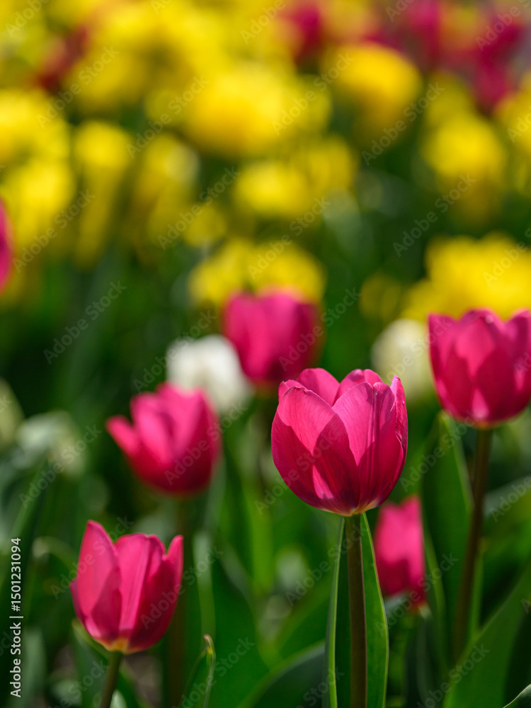 Fototapeta premium red and yellow tulips