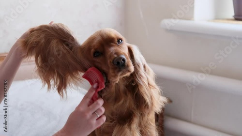 Close up of an English Cocker Spaniel dog having his shaggy ears brushed. Concept of hygiene of dogs, animals.