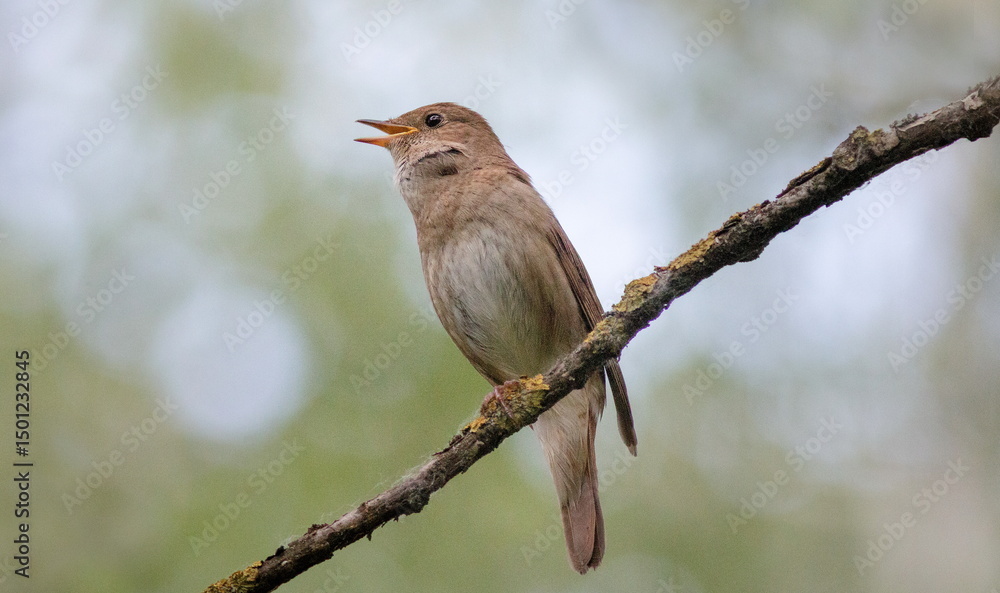 Obraz premium robin on a branch