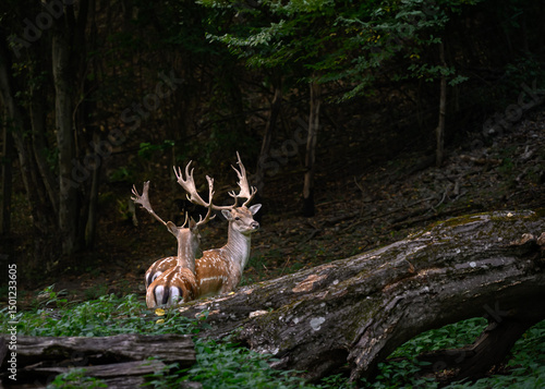 deer in the woods