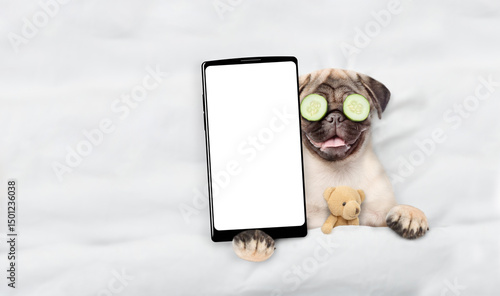 Funny Pug puppy with pieces of cucumber on his eyes relaxing with toy bear on the bed at home and showing big smartphone with white blank screen. Top down view. Empty space for text