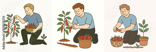 Illustration of a young man harvesting chilies, light blue t-shirt and black pants