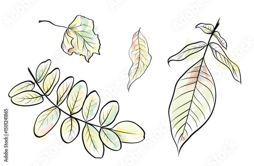 Autumn leaf collection birch ash walnut vector