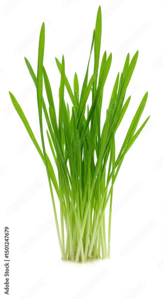 Fresh green wheatgrass sprouts isolated on white background Fresh green wheatgrass sprouts isolated on white background