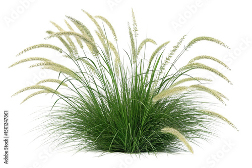 Lush Green Ornamental Grass with Soft, Fluffy Seed Heads on Transparent Background  ,ai generated