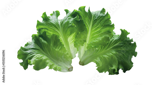 Green Lettuce Leaves on white Background, Healthy Food Ingredient, Crisp and Vibrant Salad Greens