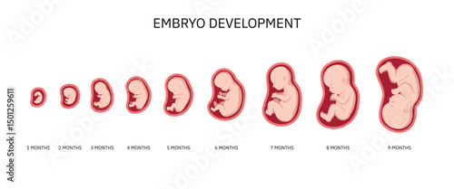 Human embryo, stages of fetal development 1 to 9 months . Human fetus inside the womb