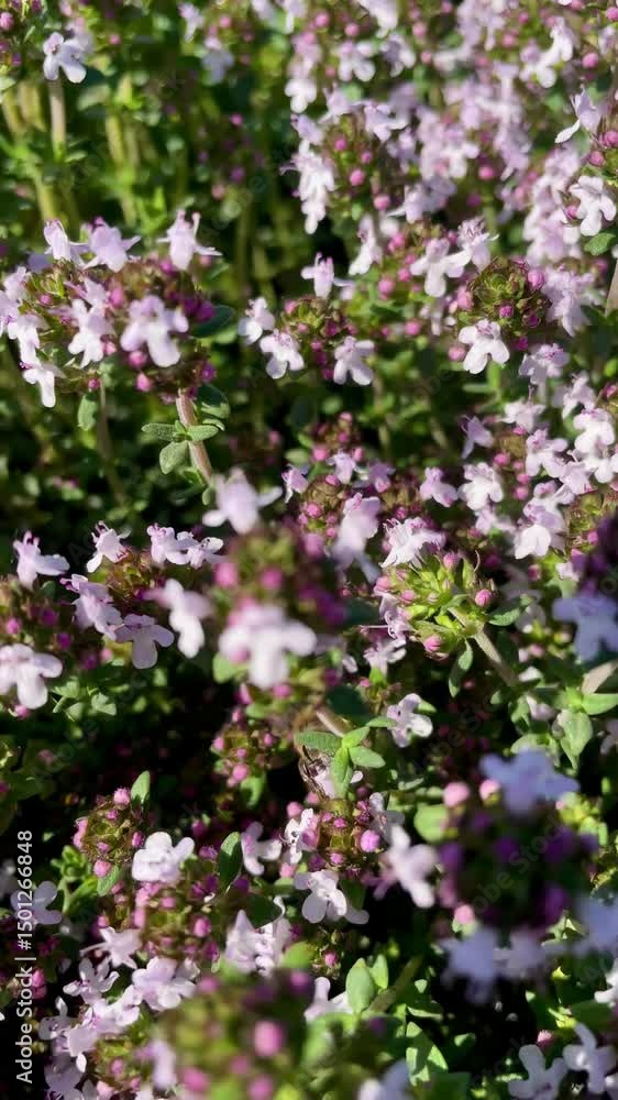 Bee collecting nectar from blooming thyme flowers in summer garden, close-up macro shot of pollination, natural herb blossom, aromatic plant, ecological environment, organic gardening Bee collecting nectar from blooming thyme flowers in summer garden, close-up macro shot of pollination, natural herb blossom, aromatic plant, ecological environment, organic gardening