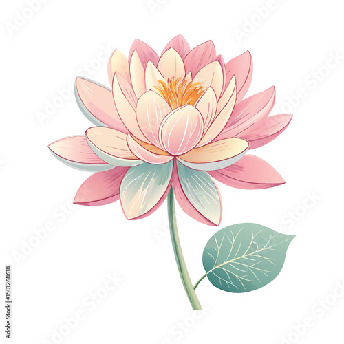 pink water lily