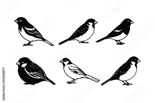 Wallpaper Mural House sparrow silhouette vector bundle  illustration, House Sparrow Silhouette Vector Bundle  Black Bird Illustrations on White Background

 Torontodigital.ca