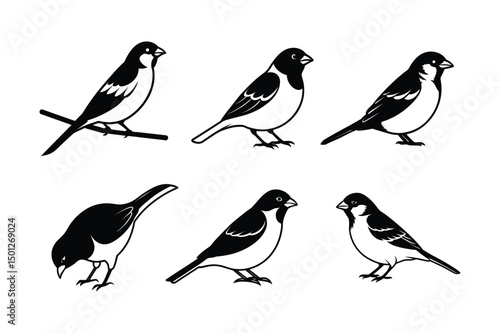Wallpaper Mural House sparrow silhouette vector bundle  illustration, House Sparrow Silhouette Vector Bundle  Black Bird Illustrations on White Background

 Torontodigital.ca