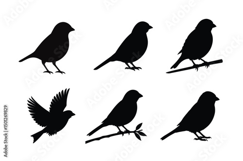 House sparrow silhouette vector bundle  illustration, House Sparrow Silhouette Vector Bundle  Black Bird Illustrations on White Background


