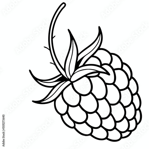 Simple Raspberry Illustration and wild berries mix, raspberry, blueberries, blackberries isolated on white background, clipping path, full depth of field