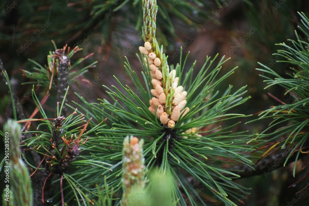 Fototapeta premium close up of pine cones