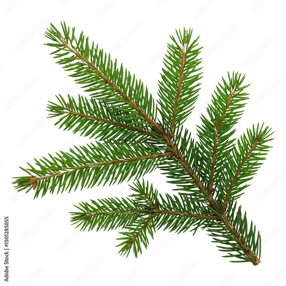 A twig of pine isolated on transparent or white background, png A twig of pine isolated on transparent or white background, png