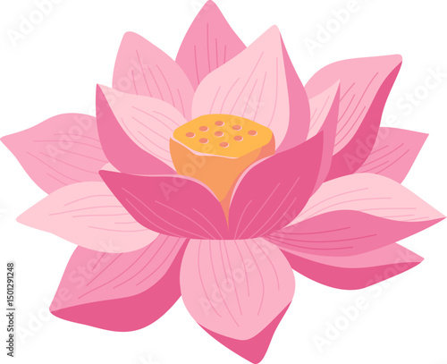 Pink Lotus Flower Blooming Open