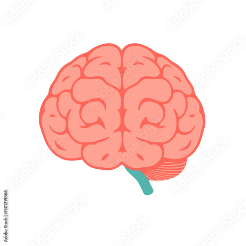 Simple illustration of a human brain anatomy