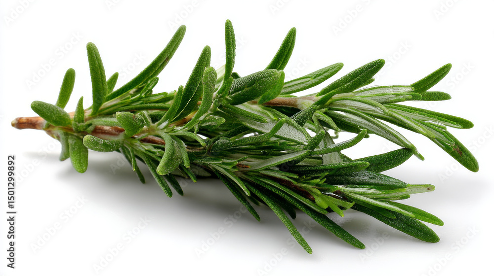 Fototapeta premium Realistic set of rosemary branches isolated on white background. Vector illustration of evergreen plant with fragrant leaves. Culinary ingredient in traditional mediterranean cuisine, food seasoning