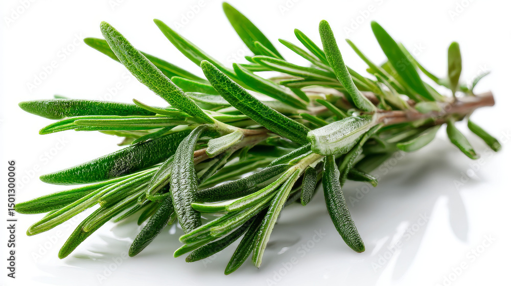 Fototapeta premium Realistic set of rosemary branches isolated on white background. Vector illustration of evergreen plant with fragrant leaves. Culinary ingredient in traditional mediterranean cuisine, food seasoning