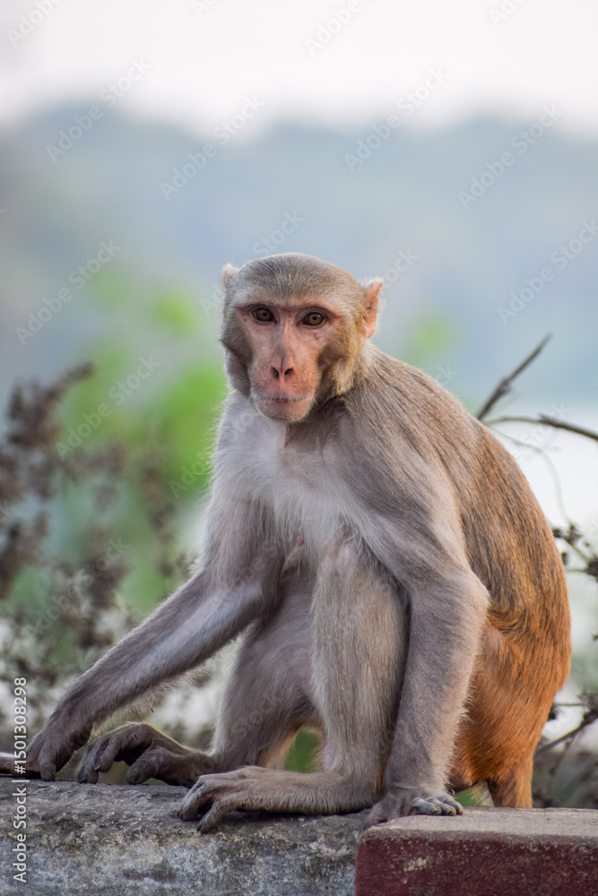 Fototapeta premium Rhesus macaque in the outdoor. Common Indian monkey. Adult Macaque.
