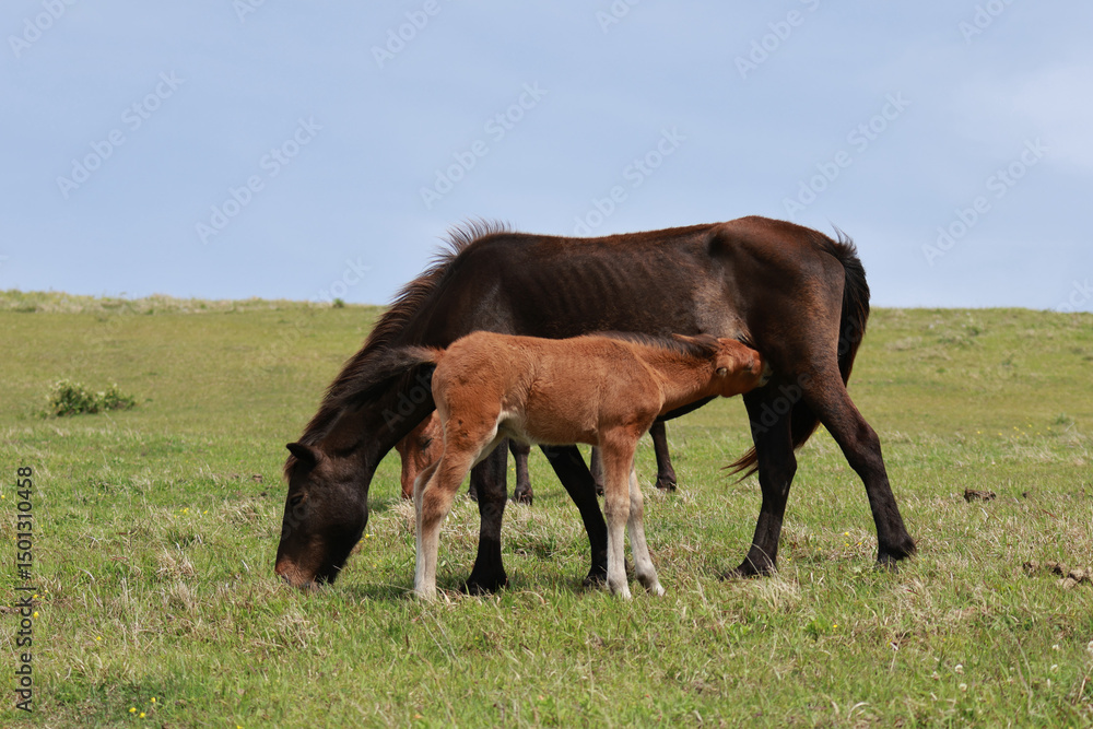 Obraz premium 都井岬で暮らす野生の馬の親子
