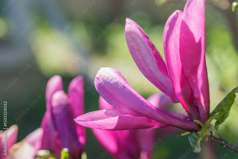 Naklejka premium Beautiful pink magnolia in the garden