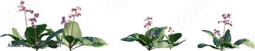 Set of Bergenia purpurascens (the purple bergenia) isolated png on a transparent background perfectly cutout high resolution