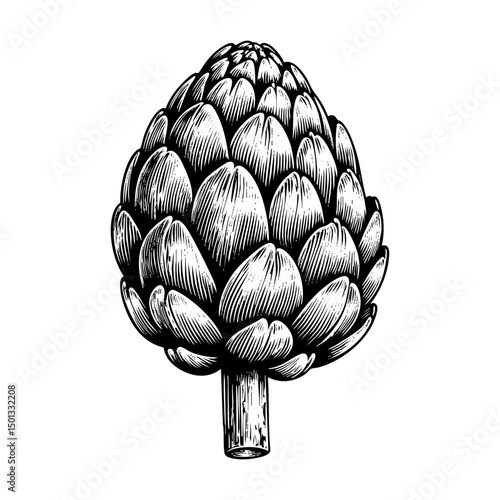 Artichoke sketch engraving black and white outline. Scratch board imitation.  illustrated in vintage line art style on a white background.
