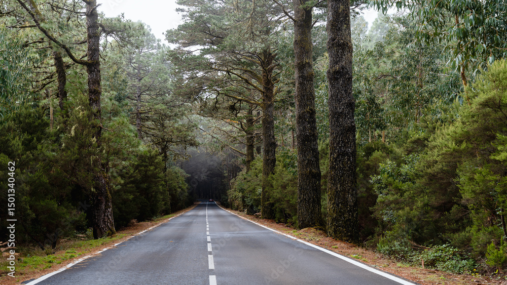 Obraz premium Road through a green forest on Tenerife. El Teide National Park, Canary Islands, Tenerife, Spain.