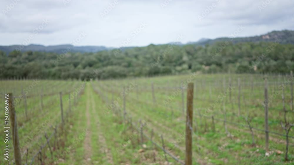 Vineyard showcasing endless rows of grapevines, enveloped in a serene, blurred landscape with lush greenery and overcast sky, emanating tranquility in mediterranean fields. Vineyard showcasing endless rows of grapevines, enveloped in a serene, blurred landscape with lush greenery and overcast sky, emanating tranquility in mediterranean fields.