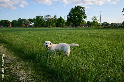 Labrador Dog Eating Grass in Green Field