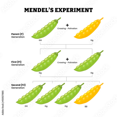 Green and Yellow Pea Plant Gregor Mendel's Cross Pollination Experiment, educational medical poster design healthcare scheme, labeled inherited parent, first and second generation recessive traits.