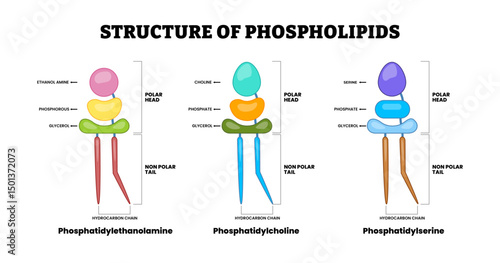 Structure of phospholipids structure diagram, educational medical poster design healthcare scheme, Phosphatidylcholine Lecithin, Phosphatidylethanolamine Cephalin, Phosphatidylserine Phospholipid.