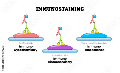 Immunostaining, educational medical poster design healthcare scheme, labeled Immunocytochemistry ICC, Immunofluorescence IF, Immunohistochemistry IHC