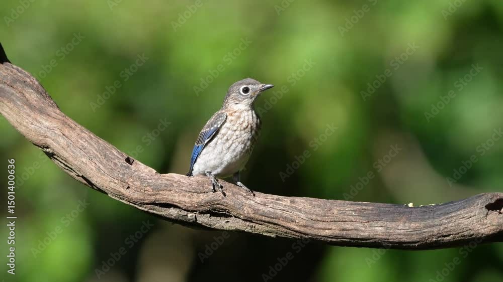 A fledgling bluebird perched on a vine A fledgling bluebird perched on a vine