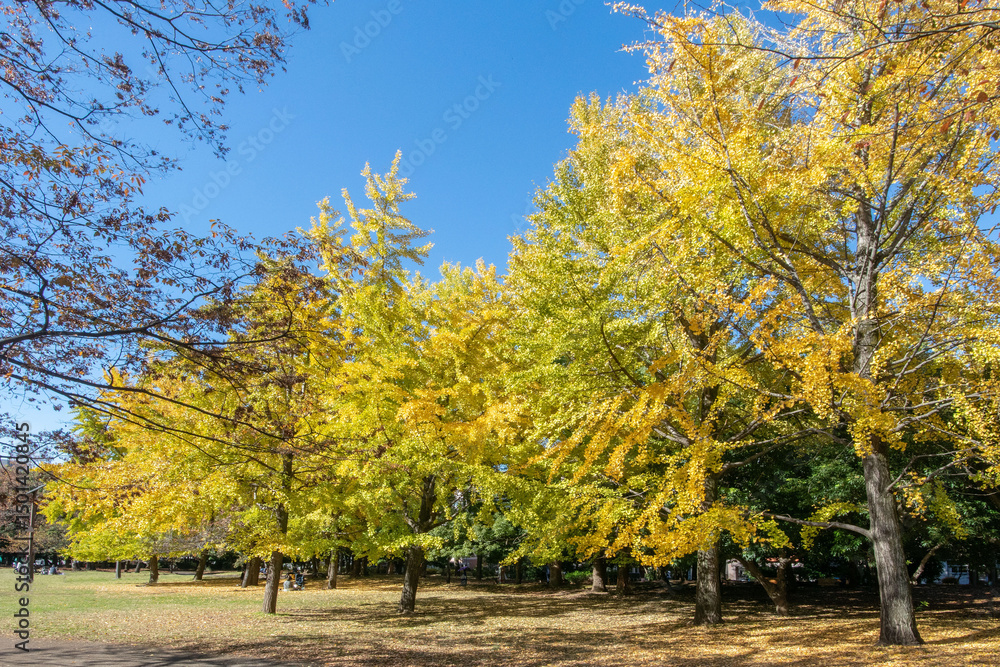 Naklejka premium 東京都江東区の清澄公園
