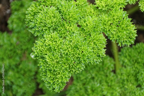 Canvas Print Close-up of curled parsley leaves with scientific name Petroselinum crispum