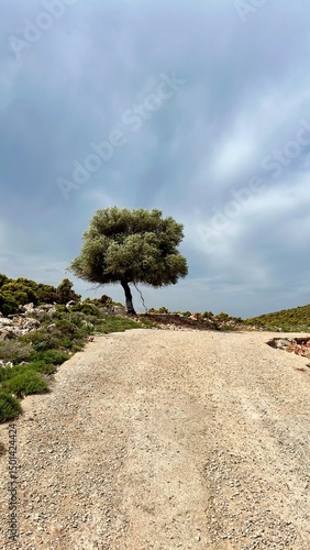 Vertical photo of lone olive tree by rural road under dramatic sky, Greece, Kastellorizo island, Mediterranean landscape, Greek nature, travel destination, scenic view, summer vacation, countryside. 