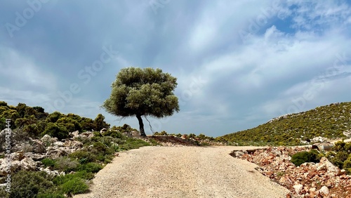 Horizontal photo of lone olive tree by rural road under dramatic sky, Greece, Kastellorizo island, Mediterranean landscape, Greek countryside, travel scene, peaceful nature, summer vacation, tourism. 