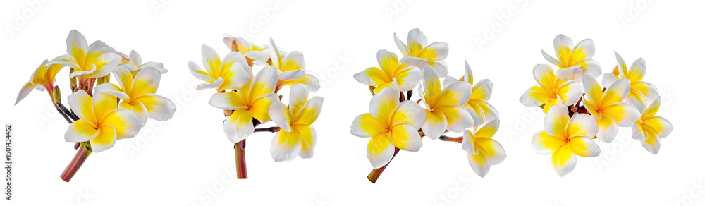 Naklejka premium Set of Frangipani flowers isolated on white