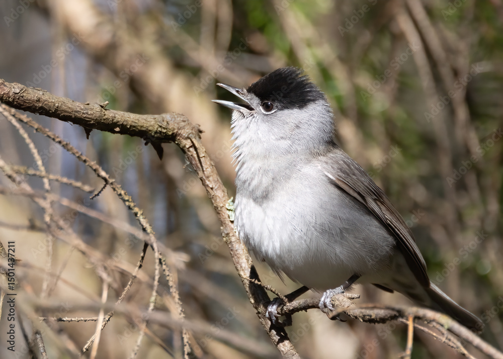 Blackcap Blackcap