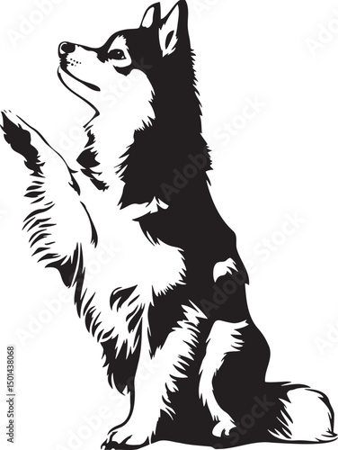 lovely alaskan klee kai dog