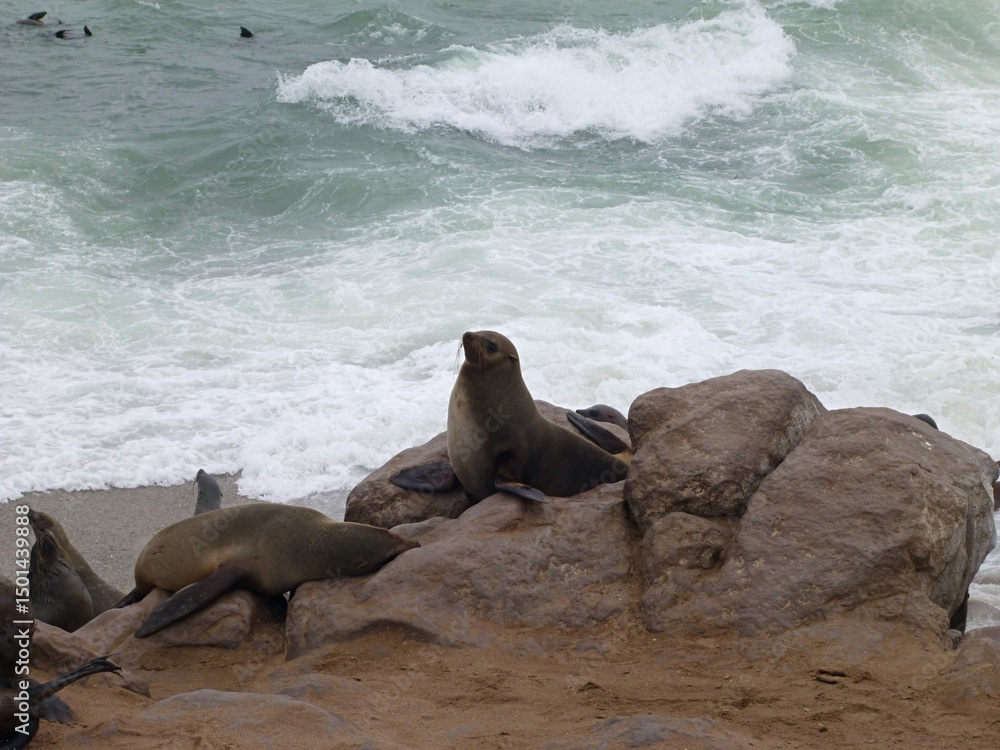 Fototapeta premium Cape fur seals rest on rugged rocks beside the crashing surf of the Atlantic Ocean. The coastal scene captures the animals' natural behavior in their wild, marine habitat.