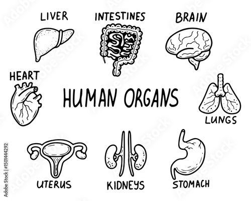 Set of human internal organs. Hand drawn doodle illustration. Medical anatomy. Brain, lungs, intestines, kidneys, stomach, liver, heart, uterus. Vector line art group of elements.