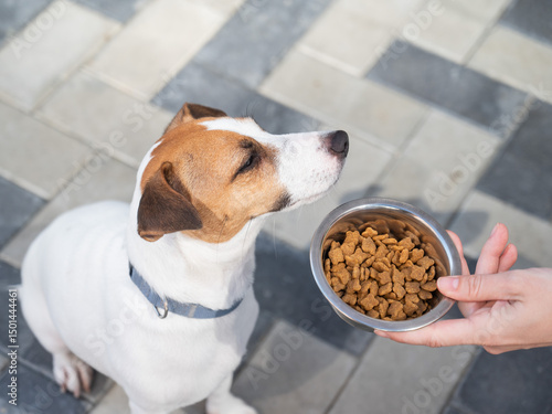 Slika na platnu Sad dog turns away from food bowl. No appetite.