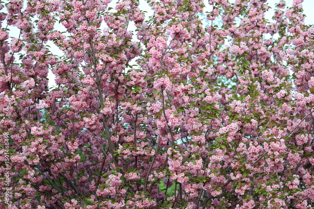 Obraz premium A large pink tree with many pink flowers. The tree is full of pink flowers and the flowers are in various stages of bloom. The tree is surrounded by a green background